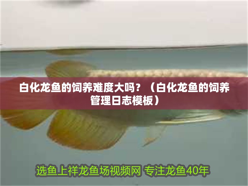 白化龍魚的飼養難度大嗎？（白化龍魚的飼養管理日志模板）
