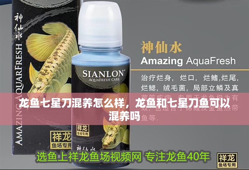 龍魚七星刀混養怎么樣，龍魚和七星刀魚可以混養嗎