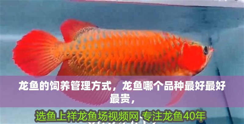 龍魚的飼養管理方式，龍魚哪個品種最好最好最貴， 龍魚的飼養管理方式，龍魚哪個品種最好最好最貴， 觀賞魚百科 第2張