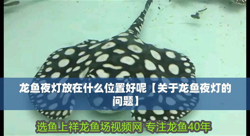 龍魚夜燈放在什么位置好呢【關于龍魚夜燈的問題】 觀賞魚百科 第2張 龍魚夜燈放在什么位置好呢【關于龍魚夜燈的問題】 龍魚夜燈放在什么位置好呢【關于龍魚夜燈的問題】 觀賞魚百科 第2張