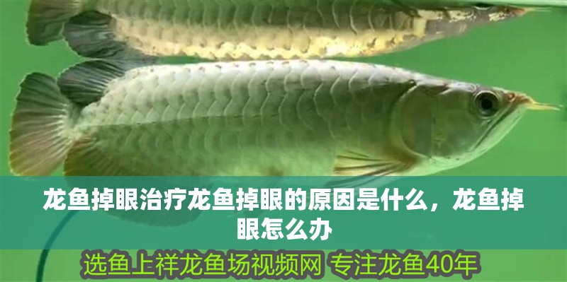 龍魚掉眼治療龍魚掉眼的原因是什么，龍魚掉眼怎么辦