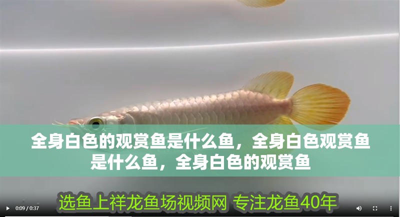 全身白色的觀賞魚是什么魚，全身白色觀賞魚是什么魚，全身白色的觀賞魚