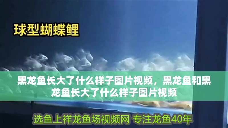 黑龍魚長大了什么樣子圖片視頻，黑龍魚和黑龍魚長大了什么樣子圖片視頻