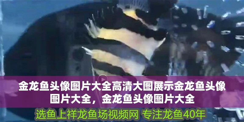 金龍魚頭像圖片大全高清大圖展示金龍魚頭像圖片大全，金龍魚頭像圖片大全