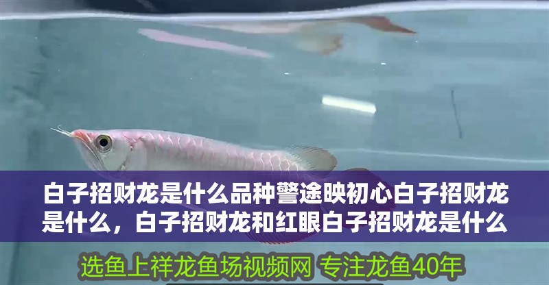 白子招財龍是什么品種警途映初心白子招財龍是什么，白子招財龍和紅眼白子招財龍是什么品種警途映初心