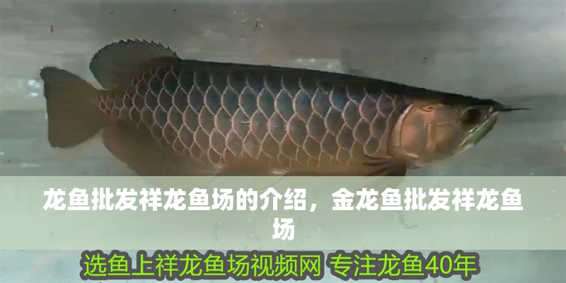 龍魚批發祥龍魚場的介紹，金龍魚批發祥龍魚場