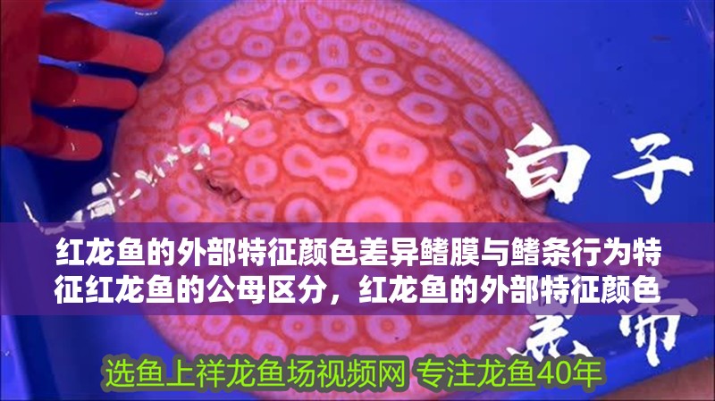 紅龍魚的外部特征顏色差異鰭膜與鰭條行為特征紅龍魚的公母區分，紅龍魚的外部特征顏色差異、鰭膜與鰭條行為特征紅龍魚的公母區分