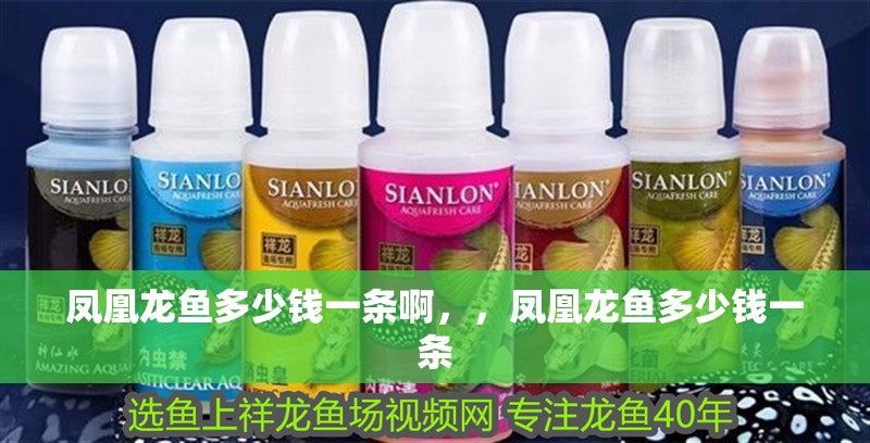 鳳凰龍魚多少錢一條啊，，鳳凰龍魚多少錢一條