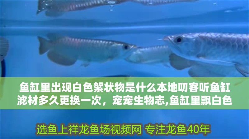魚缸里出現白色絮狀物是什么本地叨客聽魚缸濾材多久更換一次，寵寵生物志,魚缸里飄白色絮狀物別慌,3個原因+4步解決,2天恢復清澈