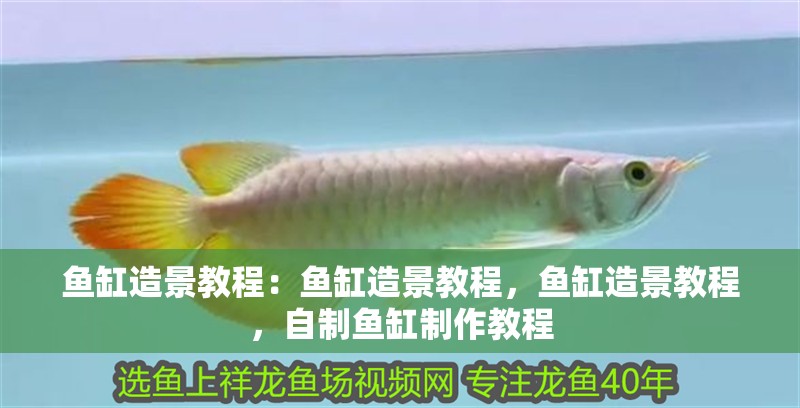 魚(yú)缸造景教程：魚(yú)缸造景教程，魚(yú)缸造景教程，自制魚(yú)缸制作教程