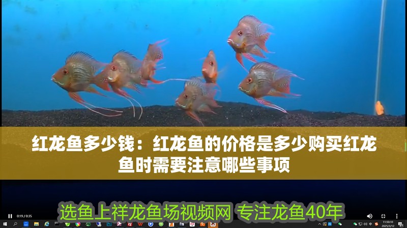 紅龍魚多少錢：紅龍魚的價(jià)格是多少購買紅龍魚時(shí)需要注意哪些事項(xiàng)