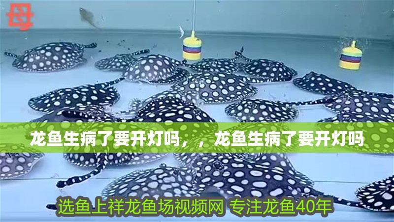 龍魚生病了要開燈嗎，，龍魚生病了要開燈嗎