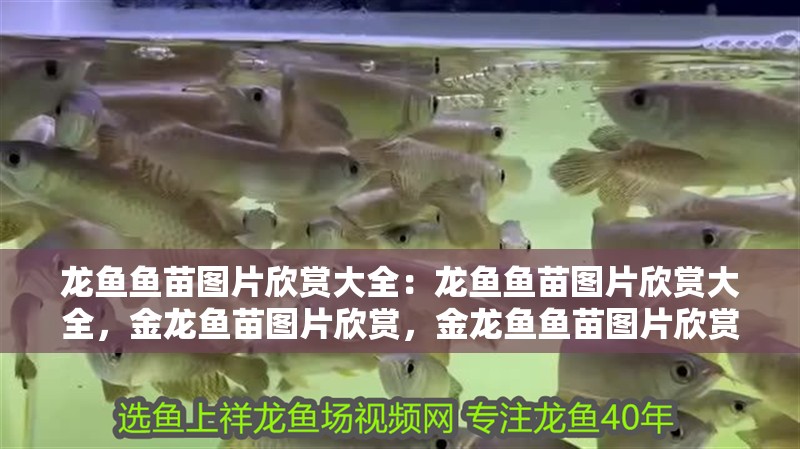 龍魚魚苗圖片欣賞大全：龍魚魚苗圖片欣賞大全，金龍魚苗圖片欣賞，金龍魚魚苗圖片欣賞大全：金龍魚苗圖片欣賞大全