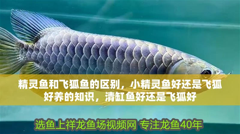 精靈魚和飛狐魚的區(qū)別，小精靈魚好還是飛狐好養(yǎng)的知識(shí)，清缸魚好還是飛狐好