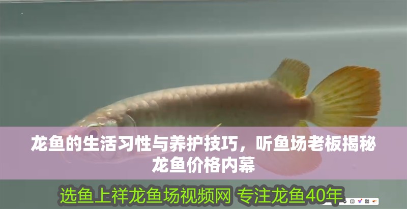 龍魚的生活習性與養護技巧，聽魚場老板揭秘龍魚價格內幕