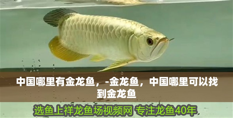 中國哪里有金龍魚，-金龍魚，中國哪里可以找到金龍魚
