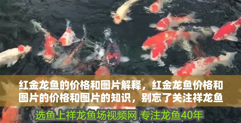 紅金龍魚的價格和圖片解釋，紅金龍魚價格和圖片的價格和圖片的知識，別忘了關注祥龍魚場哦