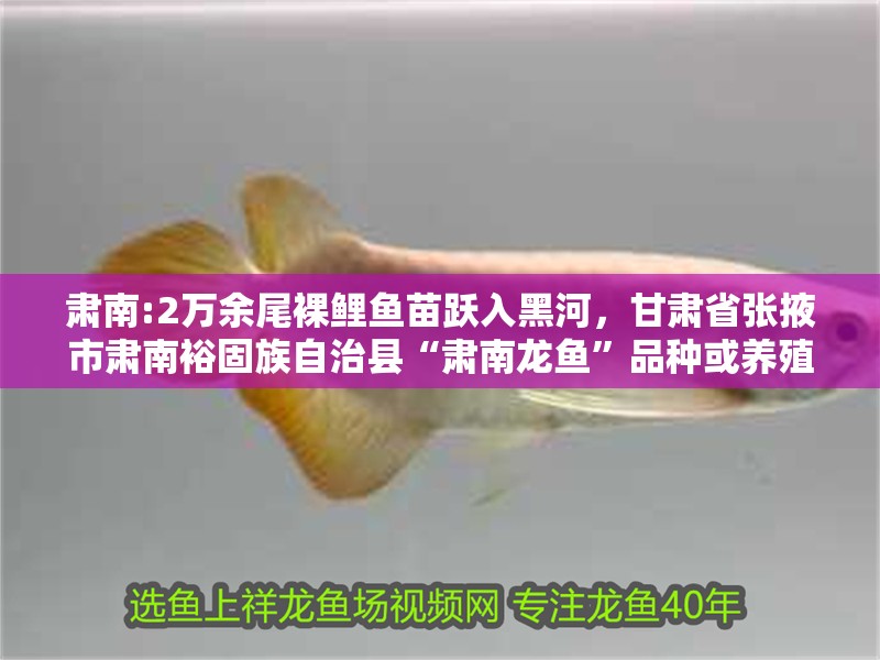 肅南:2萬余尾裸鯉魚苗躍入黑河，甘肅省張掖市肅南裕固族自治縣“肅南龍魚”品種或養殖項目