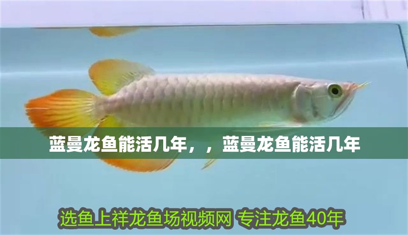 藍曼龍魚能活幾年，，藍曼龍魚能活幾年
