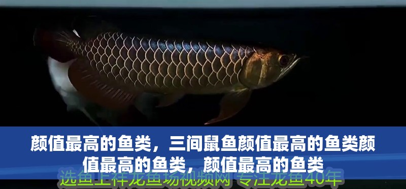 顏值最高的魚類，三間鼠魚顏值最高的魚類顏值最高的魚類，顏值最高的魚類