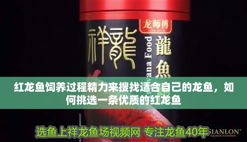 紅龍魚飼養過程精力來搜找適合自己的龍魚，如何挑選一條優質的紅龍魚