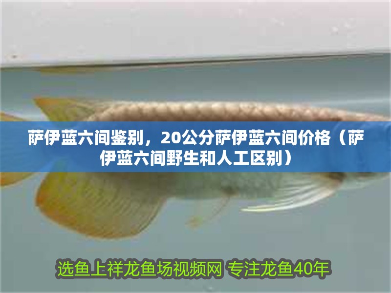 薩伊藍(lán)六間鑒別，20公分薩伊藍(lán)六間價格（薩伊藍(lán)六間野生和人工區(qū)別）