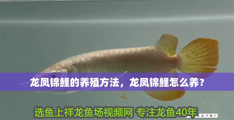 龍鳳錦鯉的養(yǎng)殖方法，龍鳳錦鯉怎么養(yǎng)？