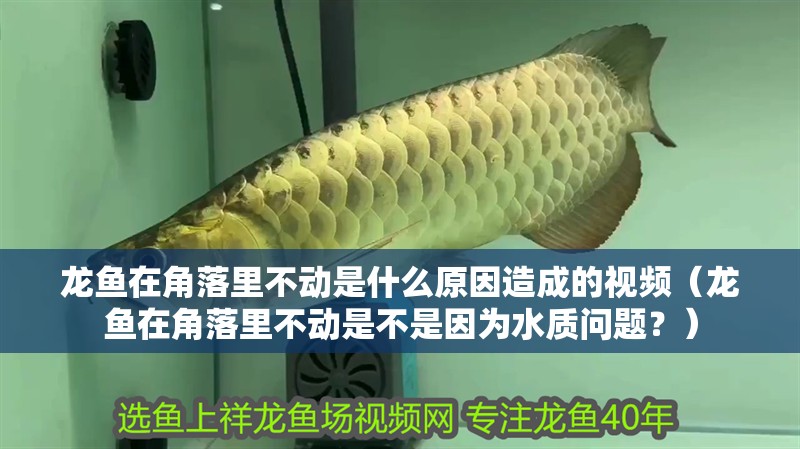 龍魚在角落里不動是什么原因造成的視頻（龍魚在角落里不動是不是因為水質問題？）