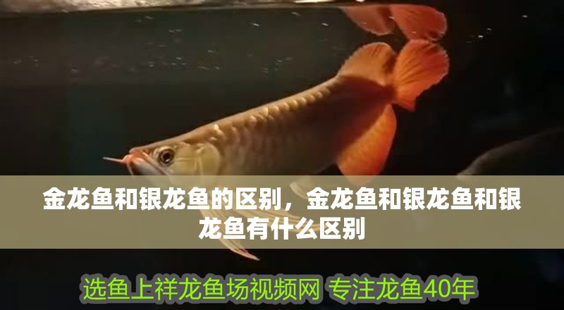 金龍魚和銀龍魚的區別，金龍魚和銀龍魚和銀龍魚有什么區別