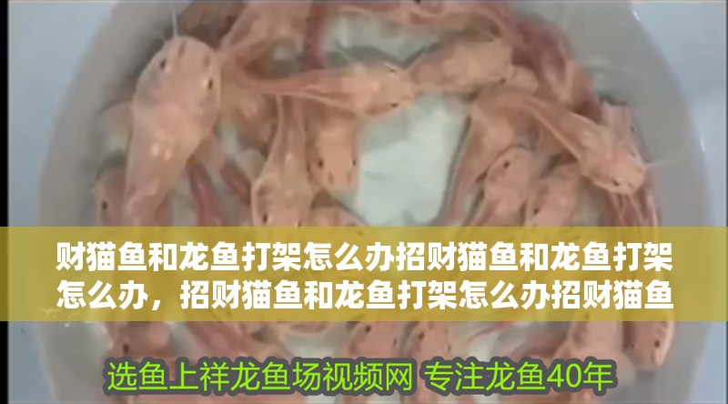財貓魚和龍魚打架怎么辦招財貓魚和龍魚打架怎么辦，招財貓魚和龍魚打架怎么辦招財貓魚和龍魚打架怎么辦 財貓魚和龍魚打架怎么辦招財貓魚和龍魚打架怎么辦，招財貓魚和龍魚打架怎么辦招財貓魚和龍魚打架怎么辦 觀賞魚百科 第2張