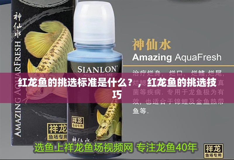 紅龍魚的挑選標準是什么？，紅龍魚的挑選技巧