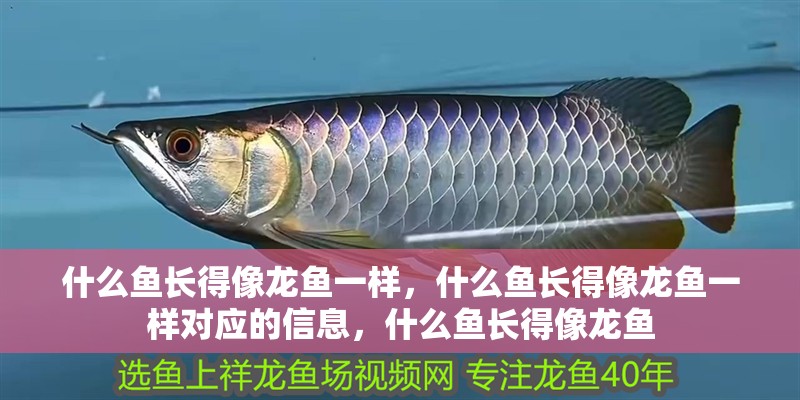 什么魚長得像龍魚一樣，什么魚長得像龍魚一樣對應的信息，什么魚長得像龍魚