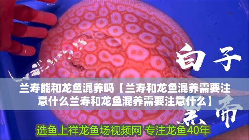 蘭壽能和龍魚混養嗎【蘭壽和龍魚混養需要注意什么蘭壽和龍魚混養需要注意什么】