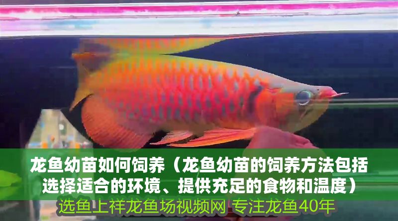 龍魚幼苗如何飼養（龍魚幼苗的飼養方法包括選擇適合的環境、提供充足的食物和溫度）