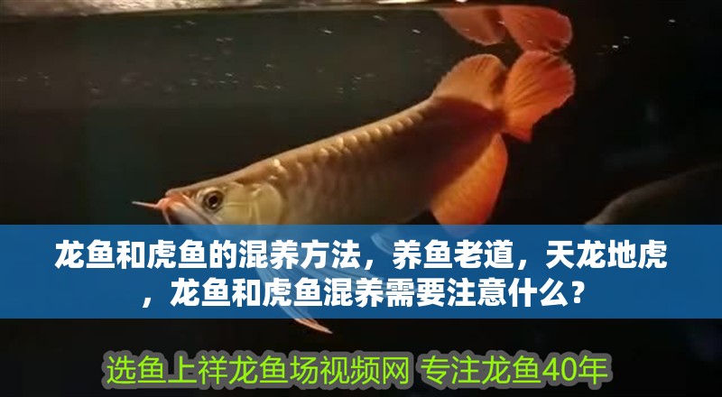 龍魚和虎魚的混養方法，養魚老道，天龍地虎，龍魚和虎魚混養需要注意什么？
