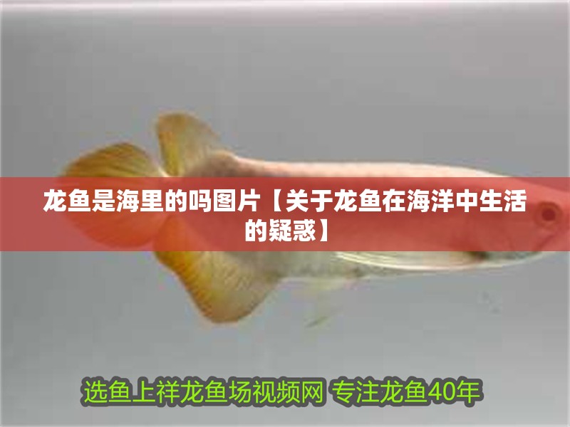 龍魚是海里的嗎圖片【關于龍魚在海洋中生活的疑惑】