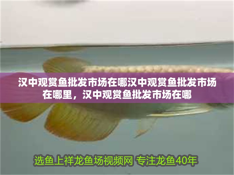 漢中觀賞魚批發市場在哪漢中觀賞魚批發市場在哪里，漢中觀賞魚批發市場在哪
