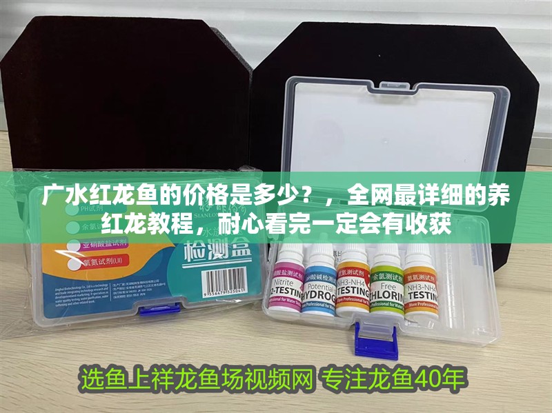 廣水紅龍魚的價格是多少？，全網最詳細的養紅龍教程，耐心看完一定會有收獲