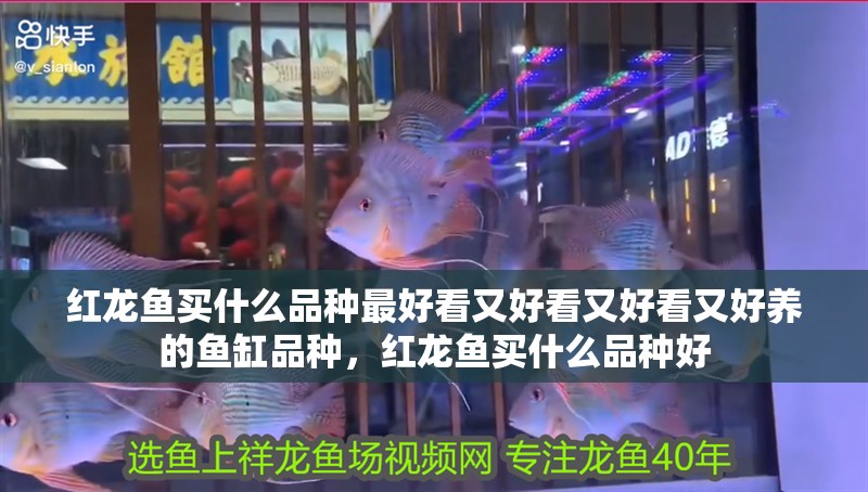 紅龍魚買什么品種最好看又好看又好看又好養(yǎng)的魚缸品種，紅龍魚買什么品種好