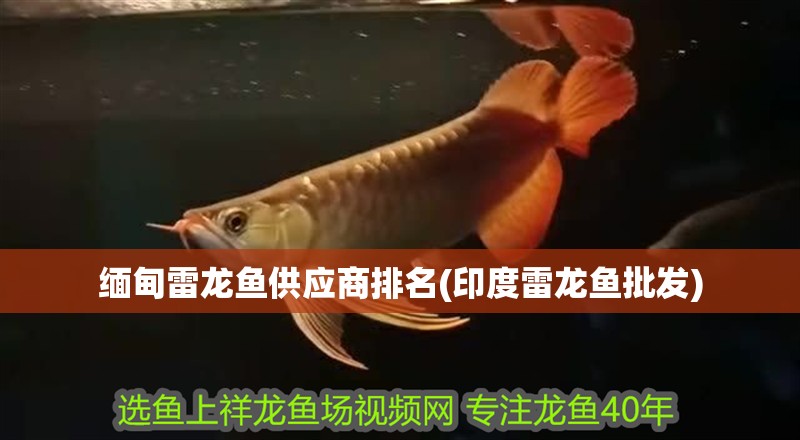 緬甸雷龍魚供應商排名(印度雷龍魚批發)