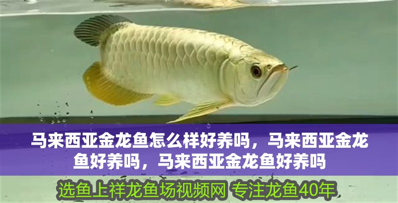 馬來西亞金龍魚怎么樣好養嗎，馬來西亞金龍魚好養嗎，馬來西亞金龍魚好養嗎