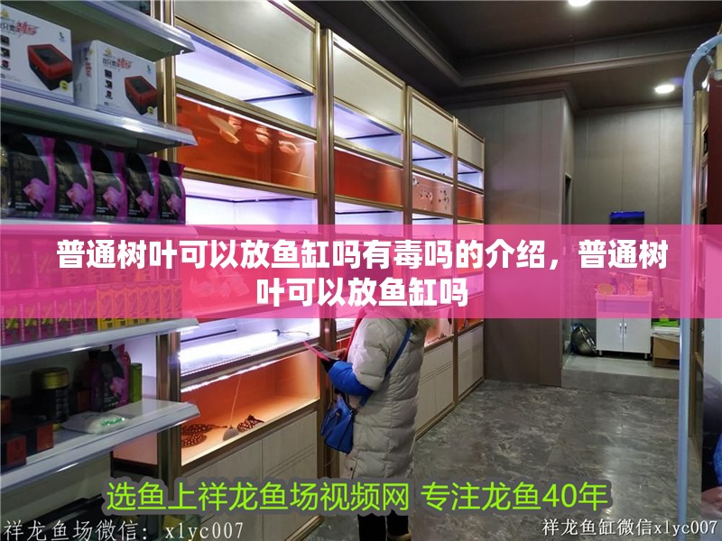 普通樹葉可以放魚缸嗎有毒嗎的介紹，普通樹葉可以放魚缸嗎