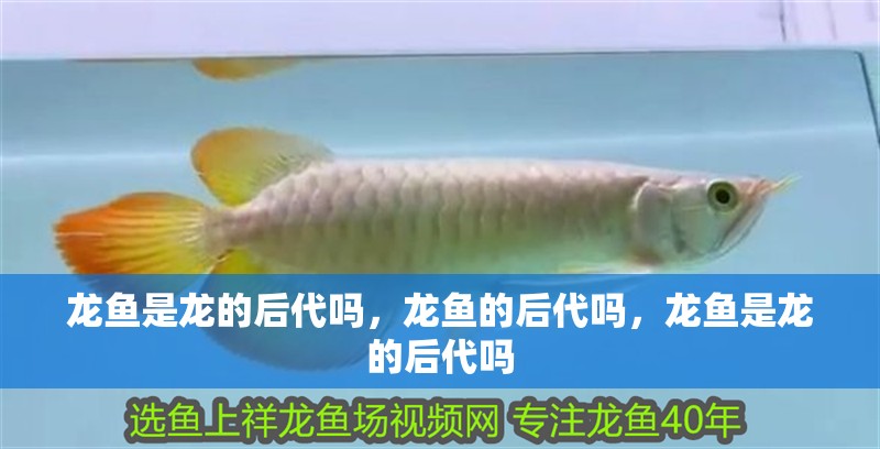 龍魚(yú)是龍的后代嗎，龍魚(yú)的后代嗎，龍魚(yú)是龍的后代嗎