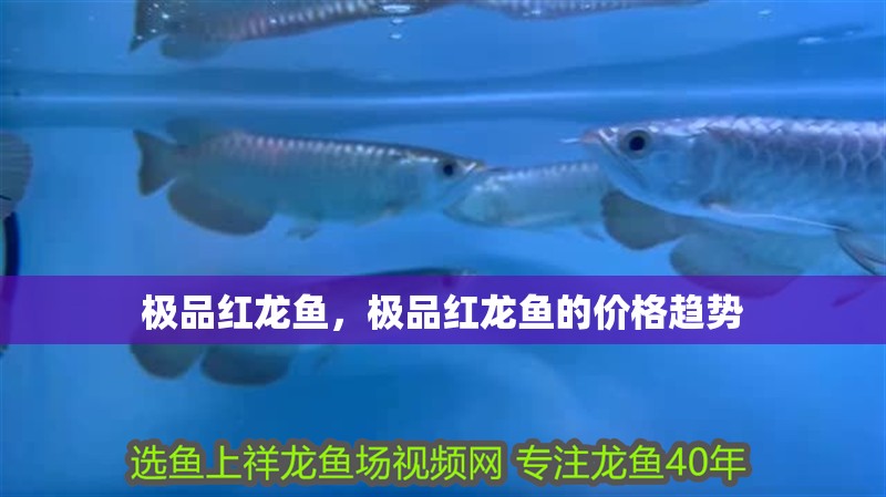 極品紅龍魚，極品紅龍魚的價格趨勢