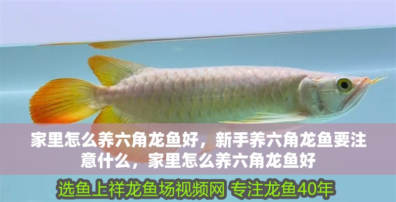 家里怎么養六角龍魚好，新手養六角龍魚要注意什么，家里怎么養六角龍魚好