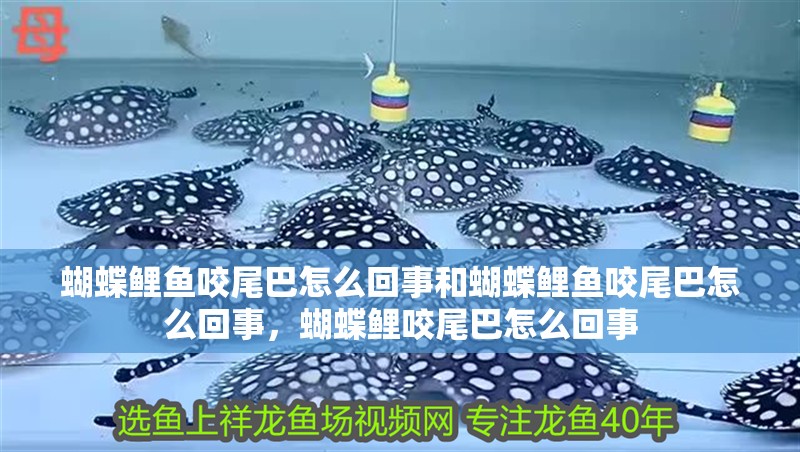 蝴蝶鯉魚咬尾巴怎么回事和蝴蝶鯉魚咬尾巴怎么回事，蝴蝶鯉咬尾巴怎么回事