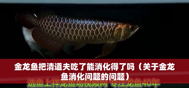 金龍魚把清道夫吃了能消化得了嗎（關于金龍魚消化問題的問題）
