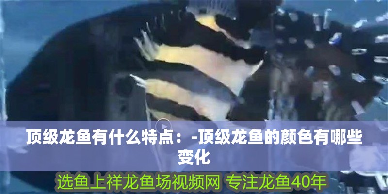 頂級龍魚有什么特點：-頂級龍魚的顏色有哪些變化