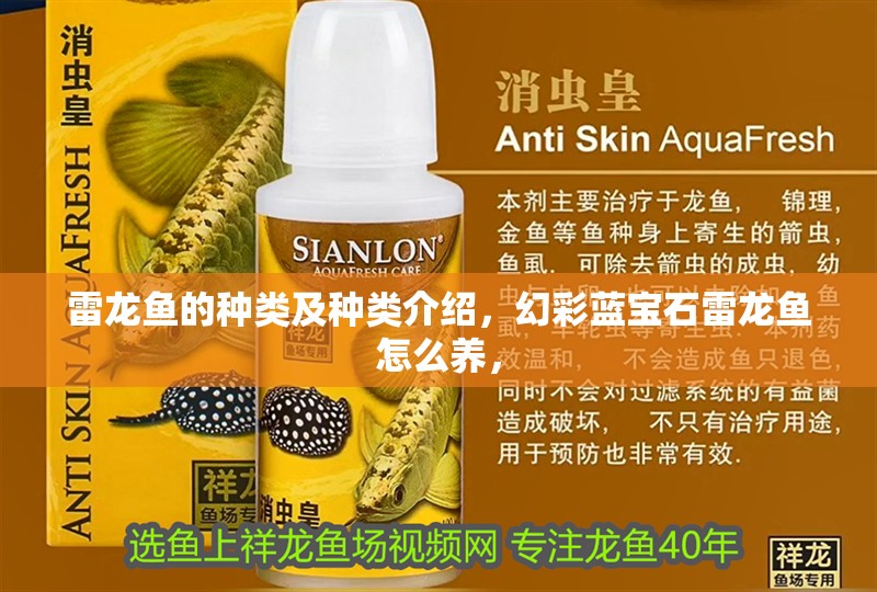 雷龍魚的種類及種類介紹，幻彩藍寶石雷龍魚怎么養(yǎng)，