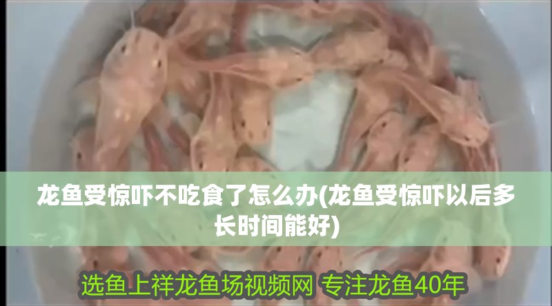 龍魚受驚嚇不吃食了怎么辦(龍魚受驚嚇以后多長時(shí)間能好)